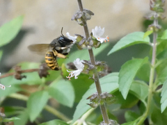 Xylocopa tabaniformis illota