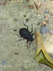 Plesiophthalmus formosanus