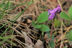 Corydalis pauciflora