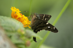 Lepidoptera