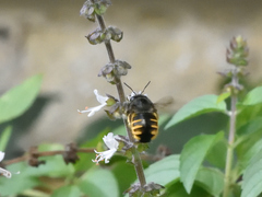 Xylocopa tabaniformis illota
