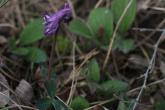 Corydalis pauciflora