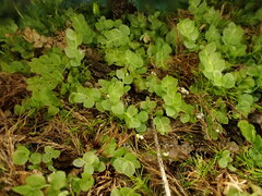 Cyrtomnium hymenophylloides