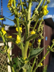 Verbascum