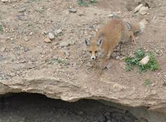 Vulpes vulpes barbara