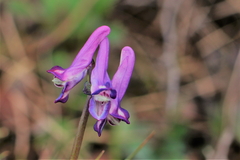 Corydalis pauciflora
