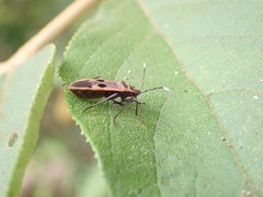Physopelta fusciscutellata