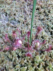 Drosera × obovata