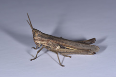 Phlaeoba infumata