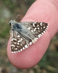 Pyrgus malvoides
