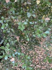 Quillaja saponaria