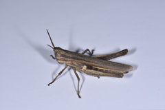Phlaeoba infumata
