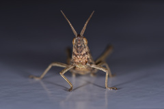 Phlaeoba infumata