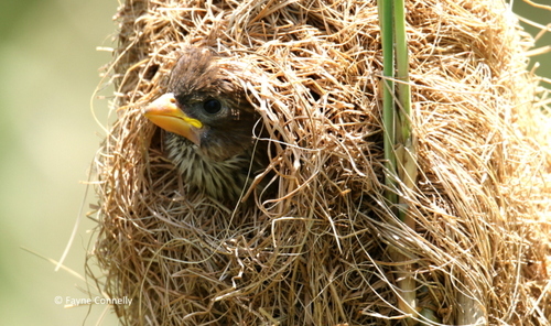Grosbeak Weaver