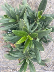 Carpenteria