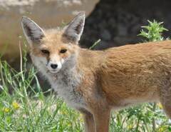 Vulpes vulpes barbara
