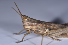 Phlaeoba infumata