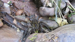 Aglaoctenus yacytata