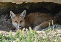 Vulpes vulpes barbara