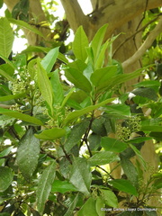 Pimenta dioica