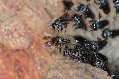 Scaptotrigona polysticta
