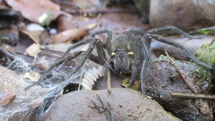 Aglaoctenus yacytata