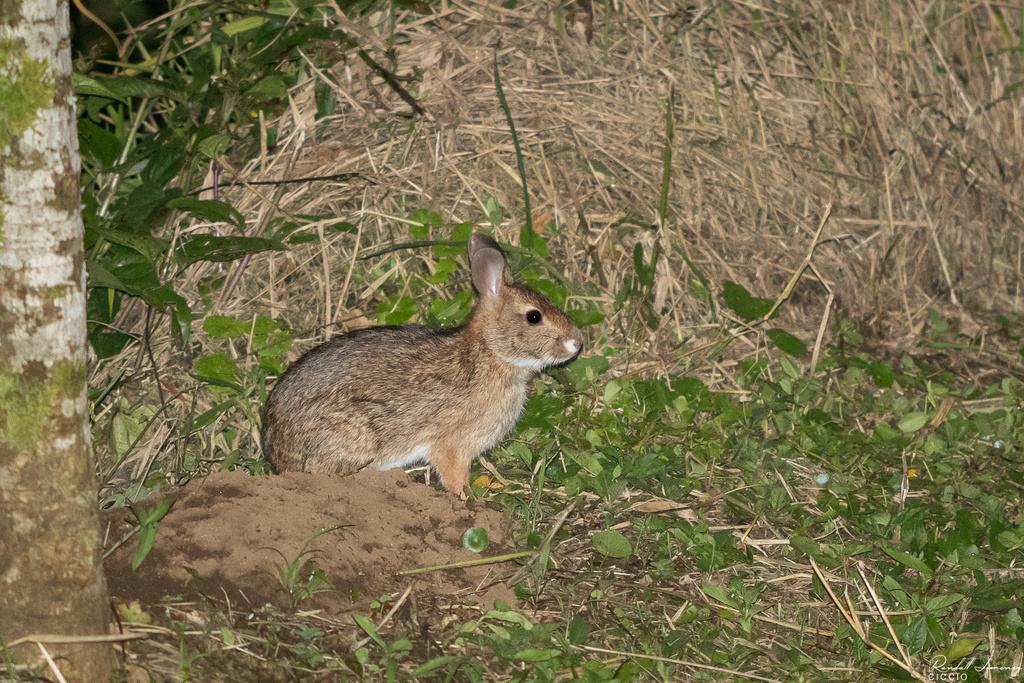 Dice's Cottontail