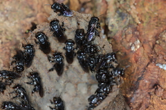Scaptotrigona polysticta