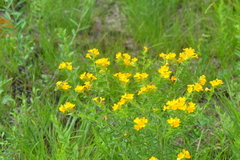 Lithospermum caroliniense croceum