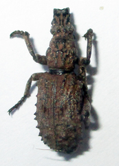 Microcerinae