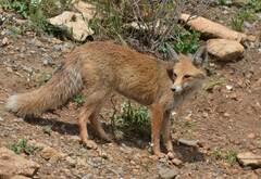 Vulpes vulpes barbara