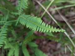 Dicranopteris flexuosa