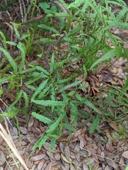 Dicranopteris flexuosa