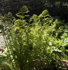 Athyrium distentifolium