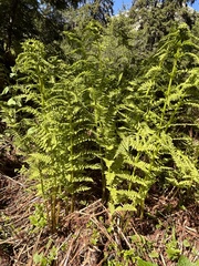 Athyrium distentifolium