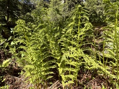 Athyrium distentifolium