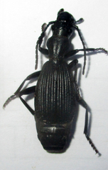 Triaenogenius