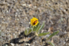 Mylabris quadripunctata