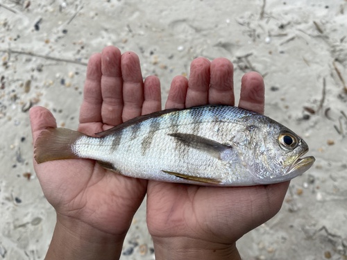 Banded drum (Larimus fasciatus) — Sciaenidae — 3
