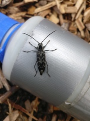 Sarosesthes fulminans