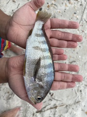 Larimus fasciatus
