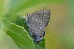 Satyrium caryaevorus