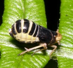 Ditropis pteridis