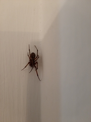 Steatoda nobilis