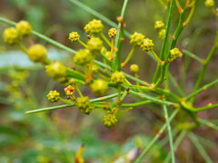 Acacia extensa