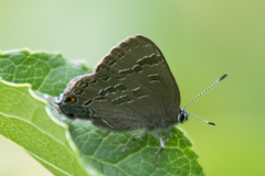 Satyrium caryaevorus