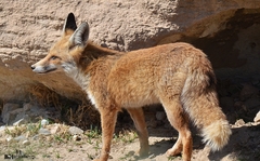 Vulpes vulpes barbara