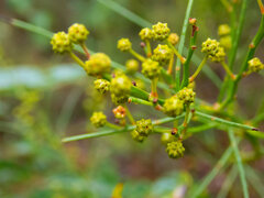 Acacia extensa