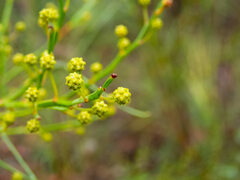 Acacia extensa