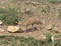 Vulpes vulpes barbara